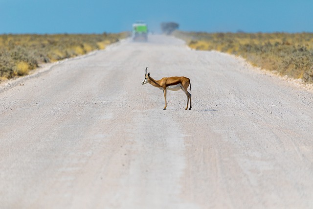 A Guide to Namibia