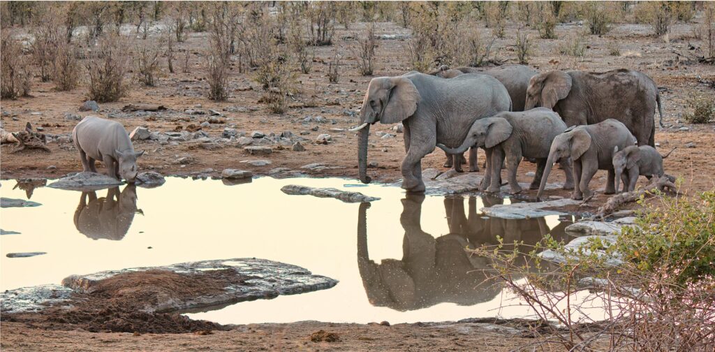 Etosha National Park Namibia