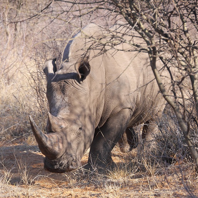 Black rhino Etosha National park Namibia