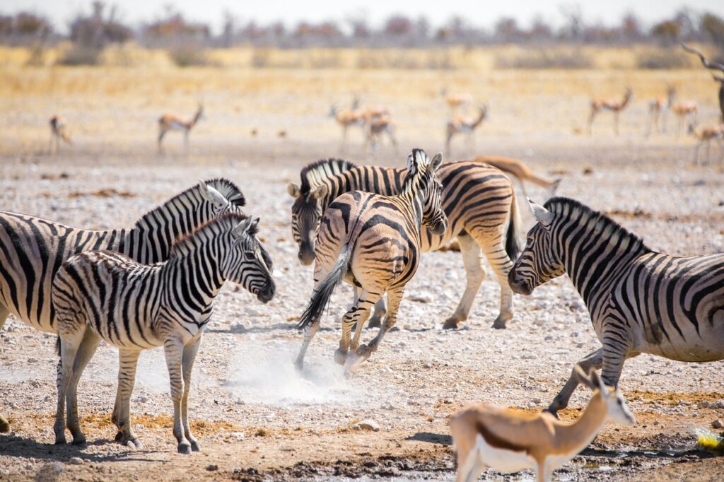 Wildlife Damaraland Namibia