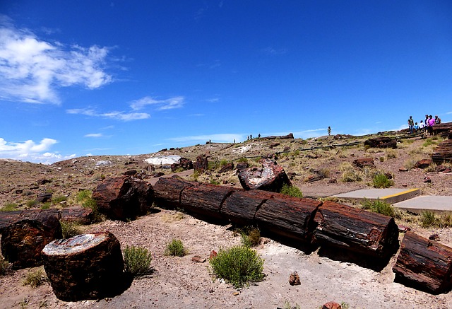 Petrified Forest Namibia